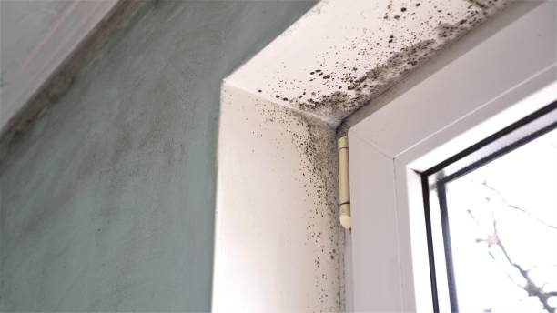 Best Toxic Mold Removal  in Brandon, SD