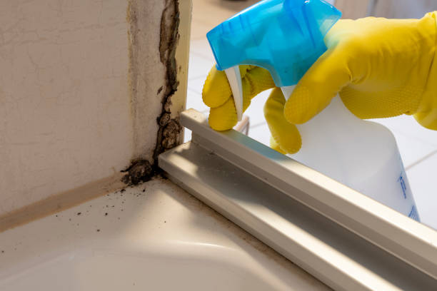 Best Emergency Mold Removal  in Brandon, SD