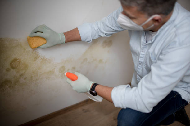 Mold Testing and Removal in Brandon, SD