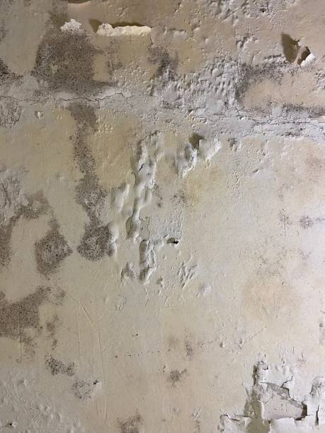 Best Mold Damage Repair  in Brandon, SD