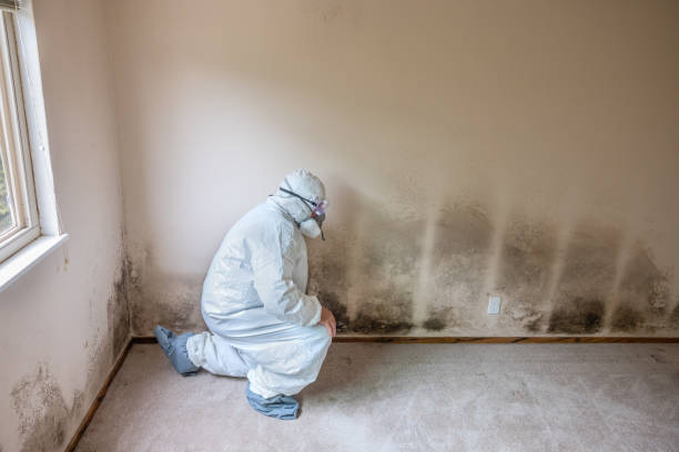 Best Mold Remediation  in Brandon, SD