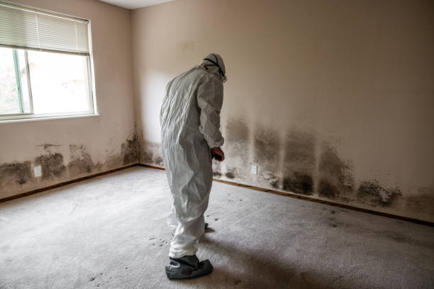 Best Black Mold Removal  in Brandon, SD
