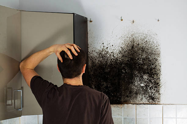 Best Mold Testing  in Brandon, SD