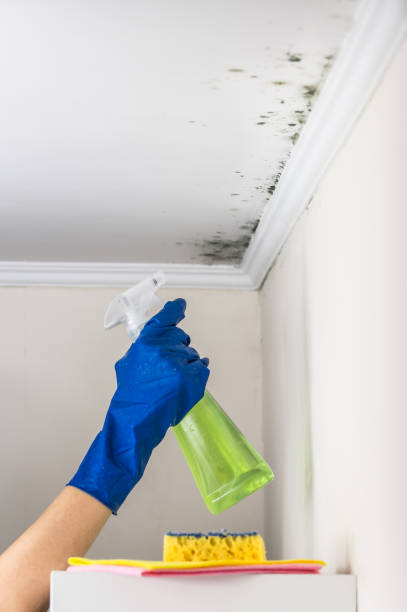 Best Crawl Space Mold Removal  in Brandon, SD