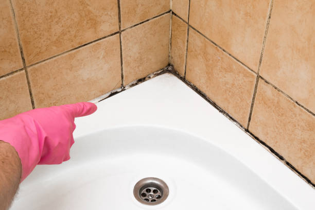 Best Certified Mold Removal  in Brandon, SD